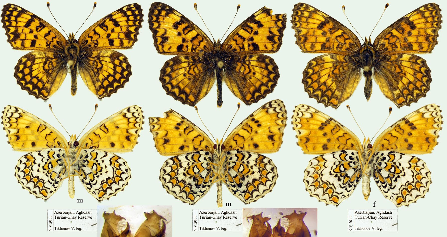 Melitaea abbas